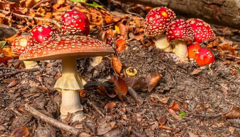 S turistickým krúžkom za najkrajším výhľadom v Malých Karpatoch. Malokarpatská sedemstovka Vysoká
