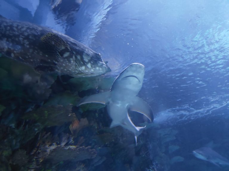 Koncoročný výlet deviatakov