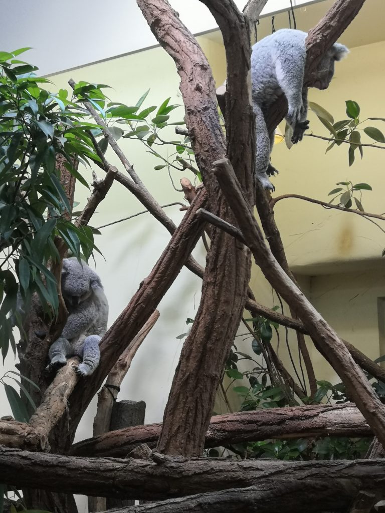 Koncoročný výlet ôsmakov – ZOO Schönbrunn