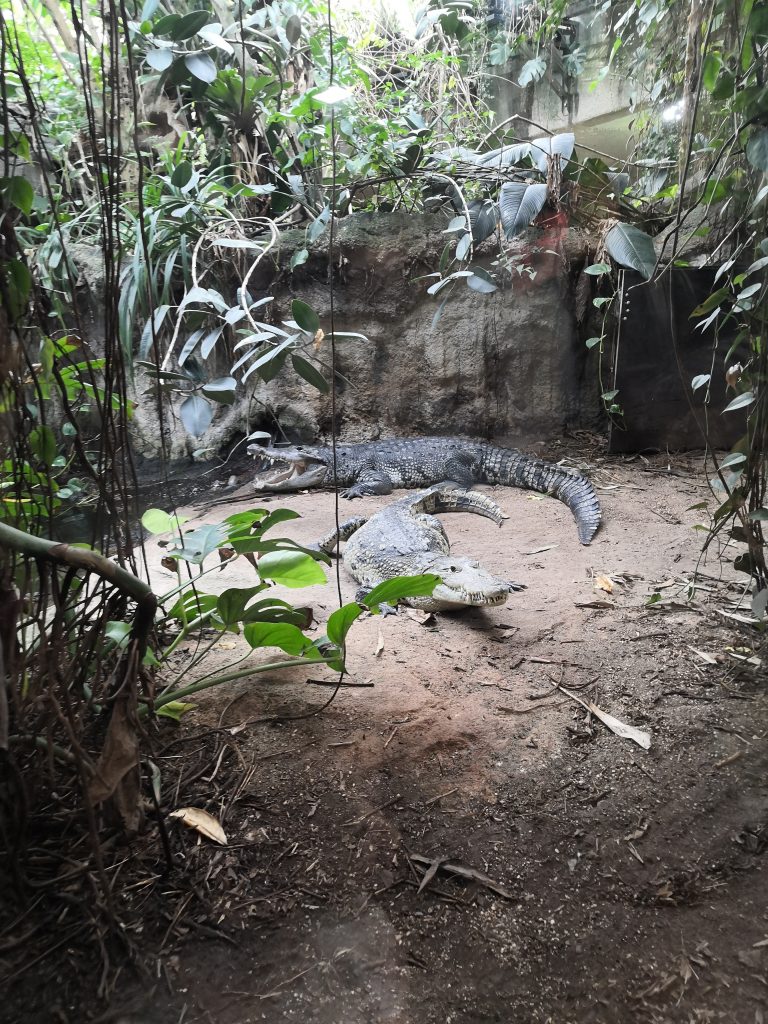 Koncoročný výlet ôsmakov – ZOO Schönbrunn