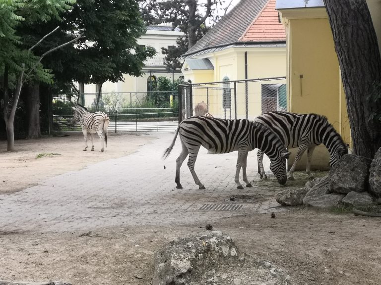 Koncoročný výlet ôsmakov – ZOO Schönbrunn