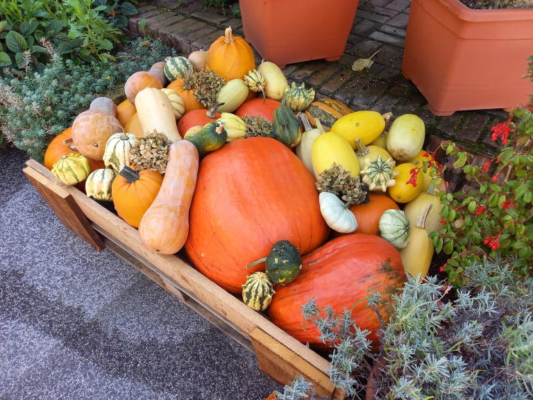 Zážitková hodina techniky v Botanickej záhrade UK
