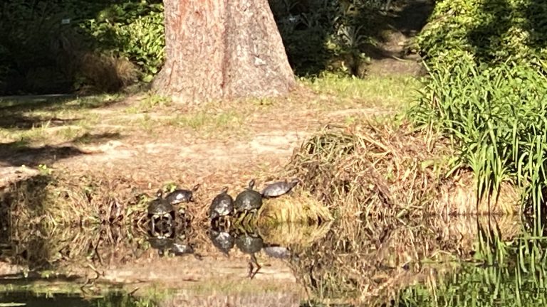 Zážitková hodina techniky v Botanickej záhrade UK
