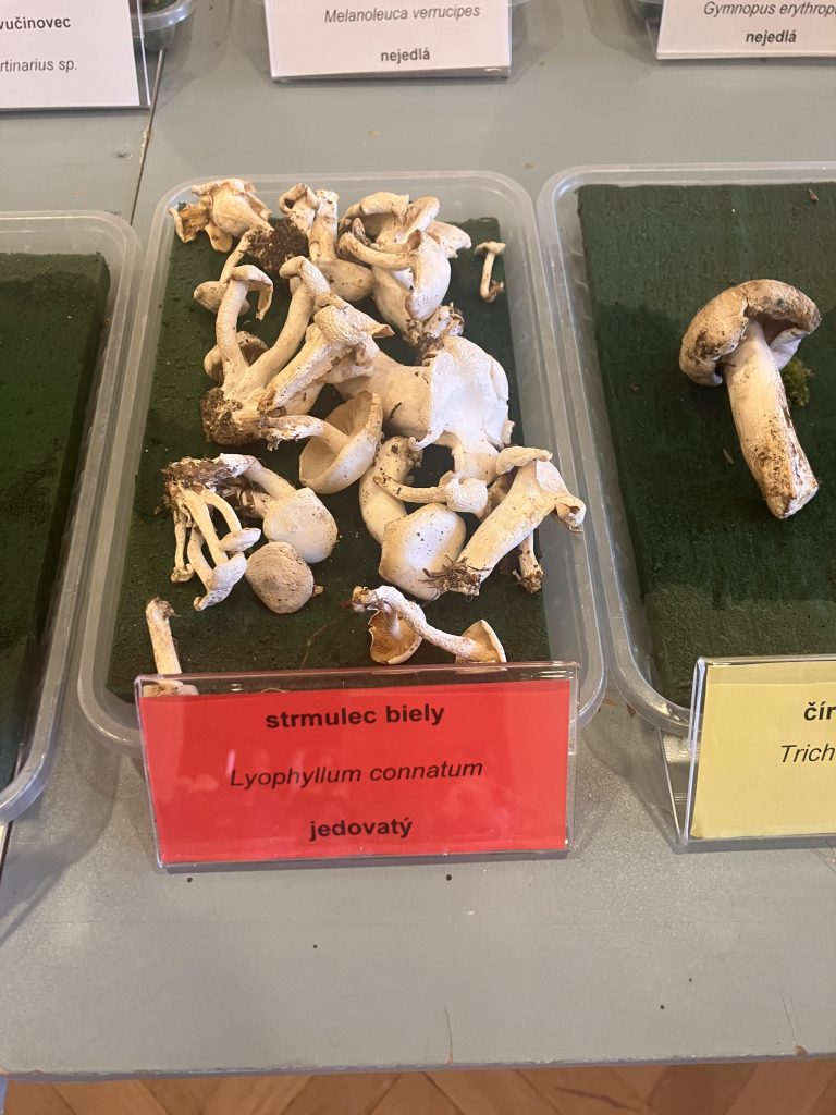 Výstava húb a čili papričiek v SNM