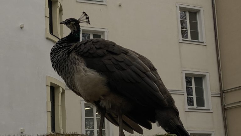 S turistickým krúžkom z Modry do Pezinka.  Po stopách Štúra modranským regiónom