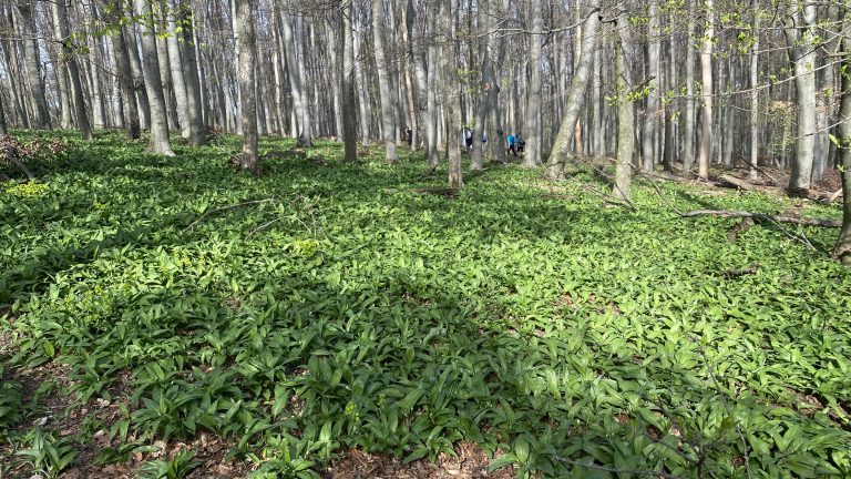 S turistickým krúžkom Plaveckým krasom 2