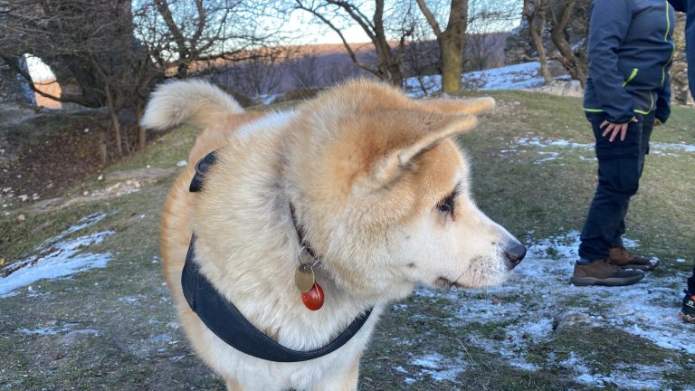 S turistickým krúžkom z Rače na hrad Pajštún
