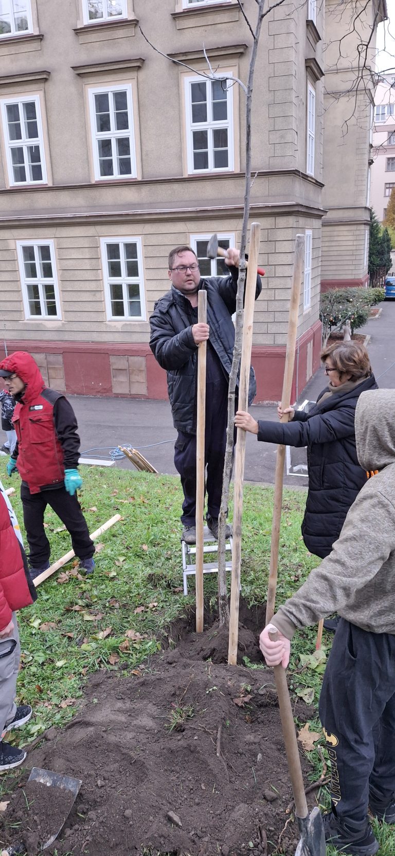 Zasaď strom – Plant a Tree