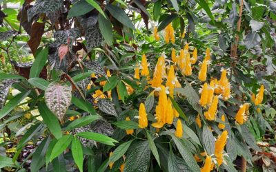 Hodina techniky v Botanickej záhrade