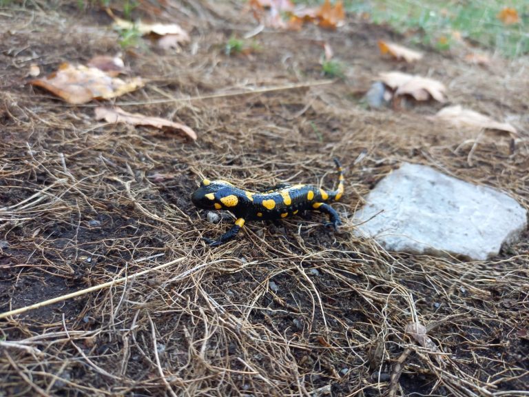 S turistickým krúžkom v pohorí Tribeč