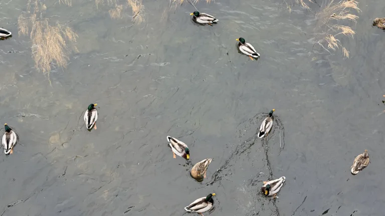 S turistickým krúžkom Brnom popri rieke Svratke do ZOO