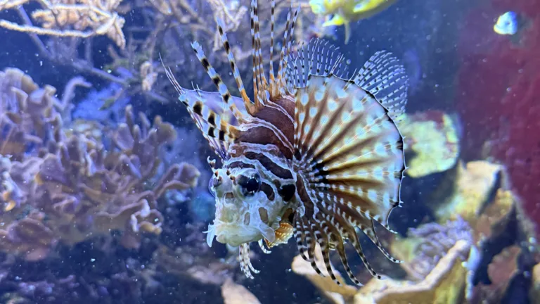 S turistickým krúžkom Brnom popri rieke Svratke do ZOO